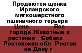 Продаются щенки Ирландского мягкошерстного пшеничного терьера › Цена ­ 30 000 - Все города Животные и растения » Собаки   . Ростовская обл.,Ростов-на-Дону г.